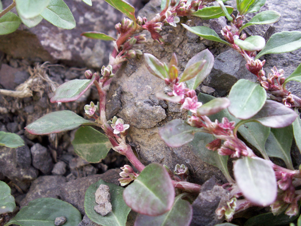 Image of Polygonum cognatum specimen.