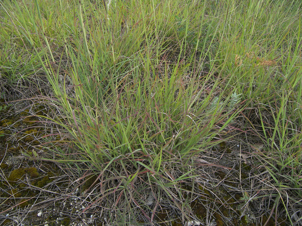 Image of Bothriochloa ischaemum specimen.