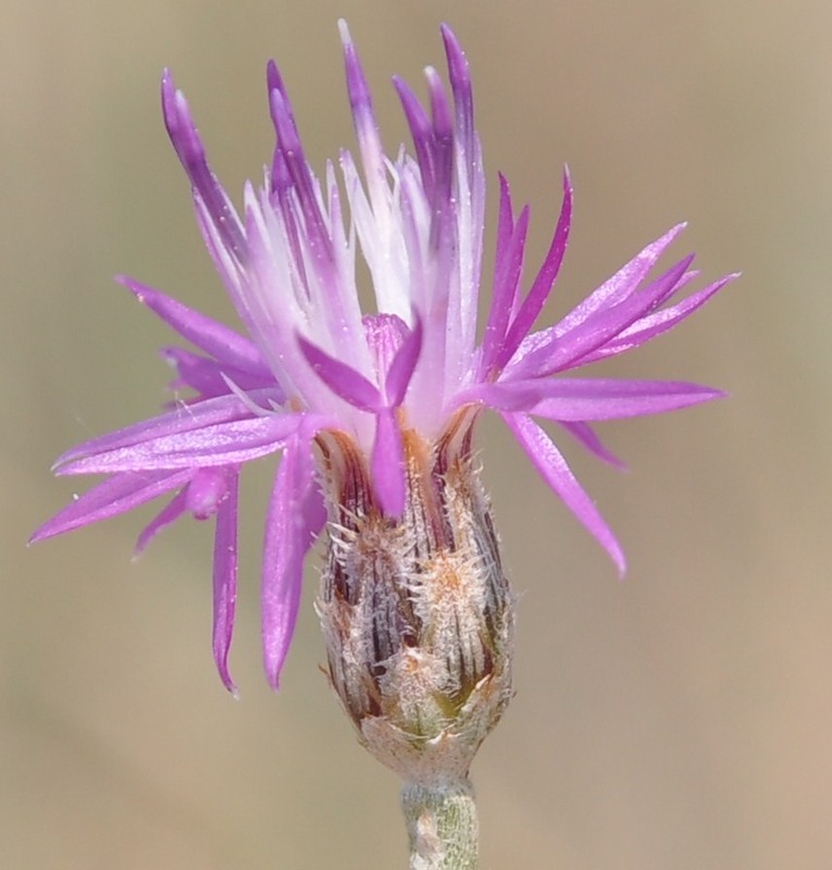 Изображение особи род Centaurea.