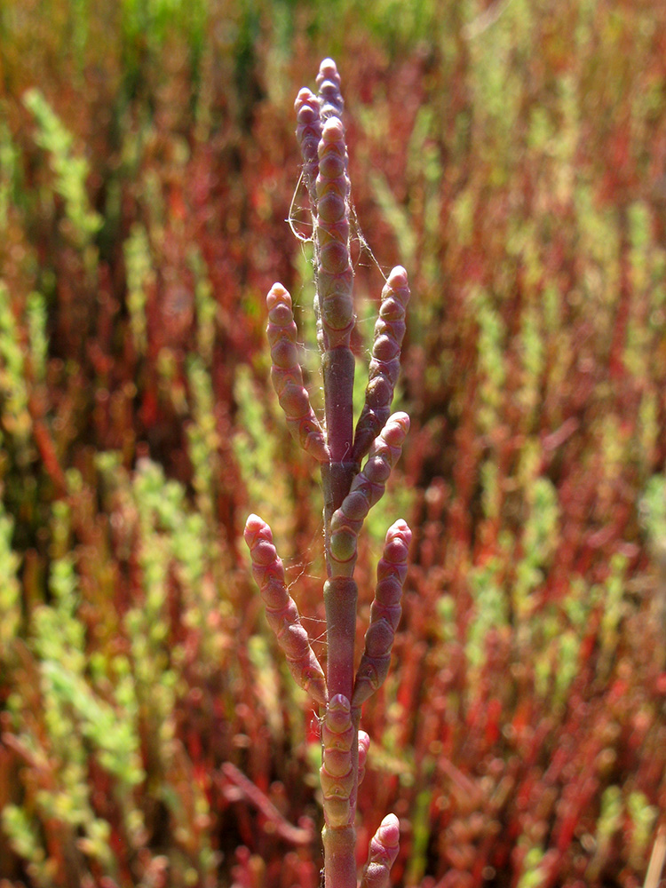 Image of Salicornia perennans specimen.