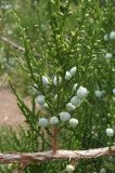 Juniperus virginiana. Часть веточки с незрелыми шишкоягодами. Украина, Запорожская обл., Гуляйпольский р-н, г. Гуляйполе, возле автостанции. 24.08.2013.