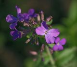 Hesperis matronalis. Верхушка цветущего растения. Московская обл., Раменский р-н, окр. дер. Хрипань, садовый участок.