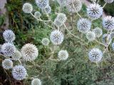 Echinops sphaerocephalus. Соцветия. Украина, г. Луганск, обочина грунтовой дороги. Середина июля.