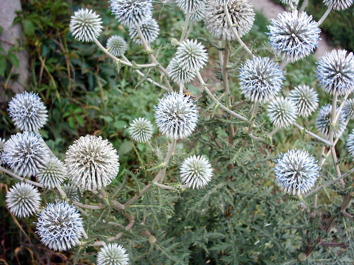 Изображение особи Echinops sphaerocephalus.