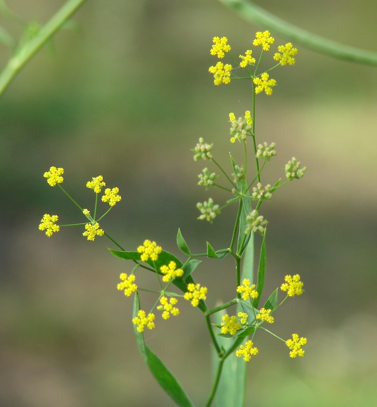 Изображение особи Bupleurum scorzonerifolium.