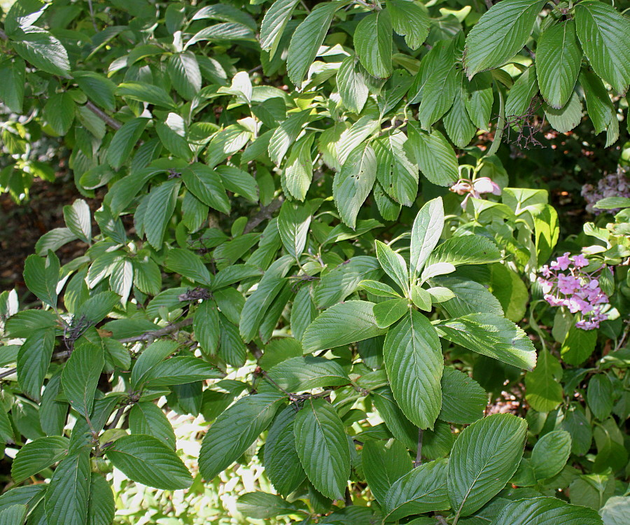 Image of Viburnum sieboldii specimen.