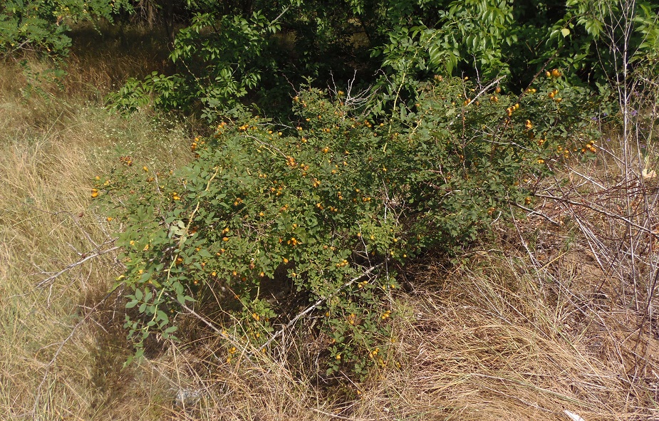 Image of Rosa canina specimen.