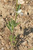 Delphinium rugulosum