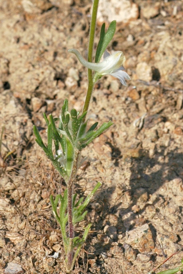 Image of Delphinium rugulosum specimen.