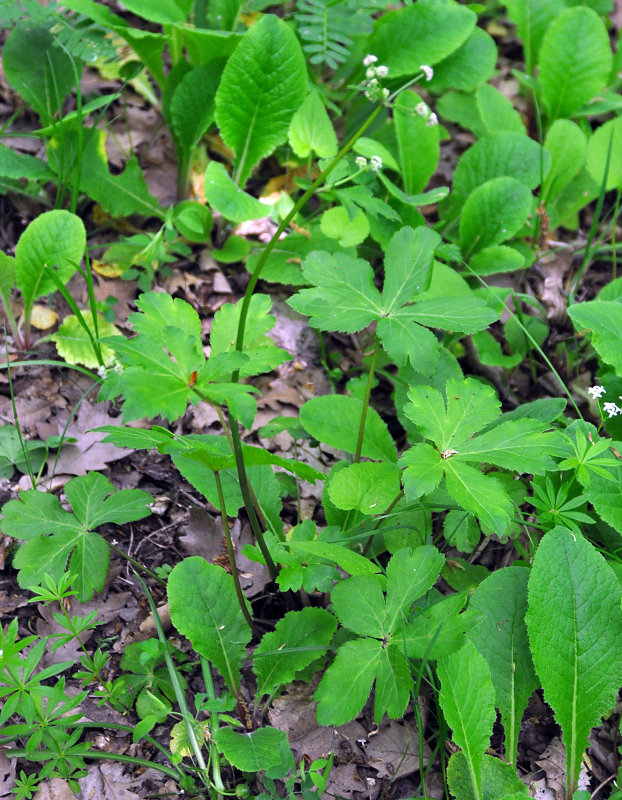 Image of Sanicula europaea specimen.