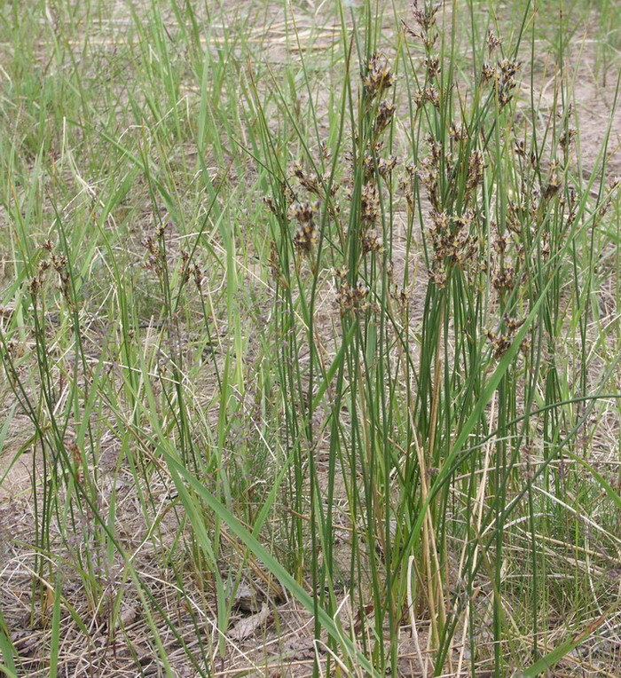 Image of Juncus balticus specimen.