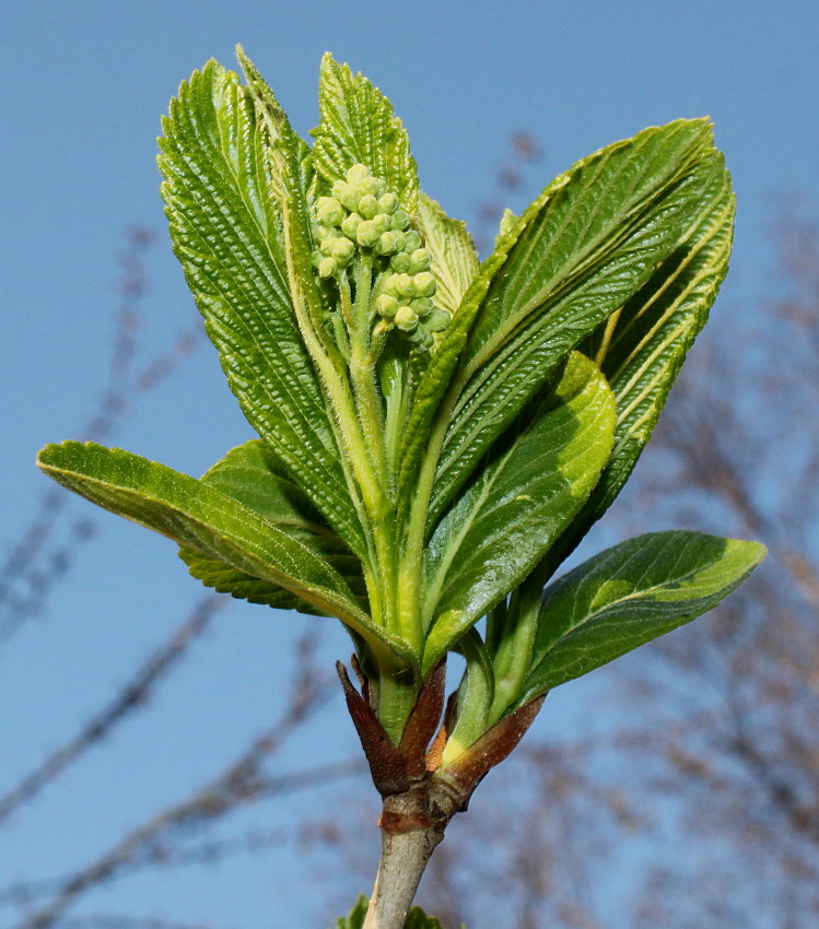 Изображение особи Viburnum sieboldii.