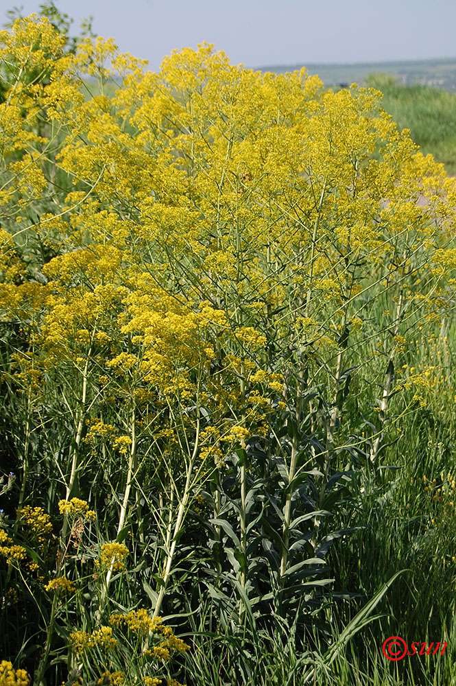 Изображение особи Isatis campestris.