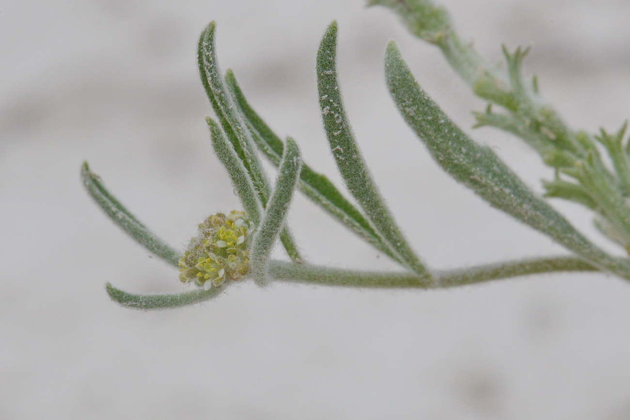 Image of Tetracme quadricornis specimen.