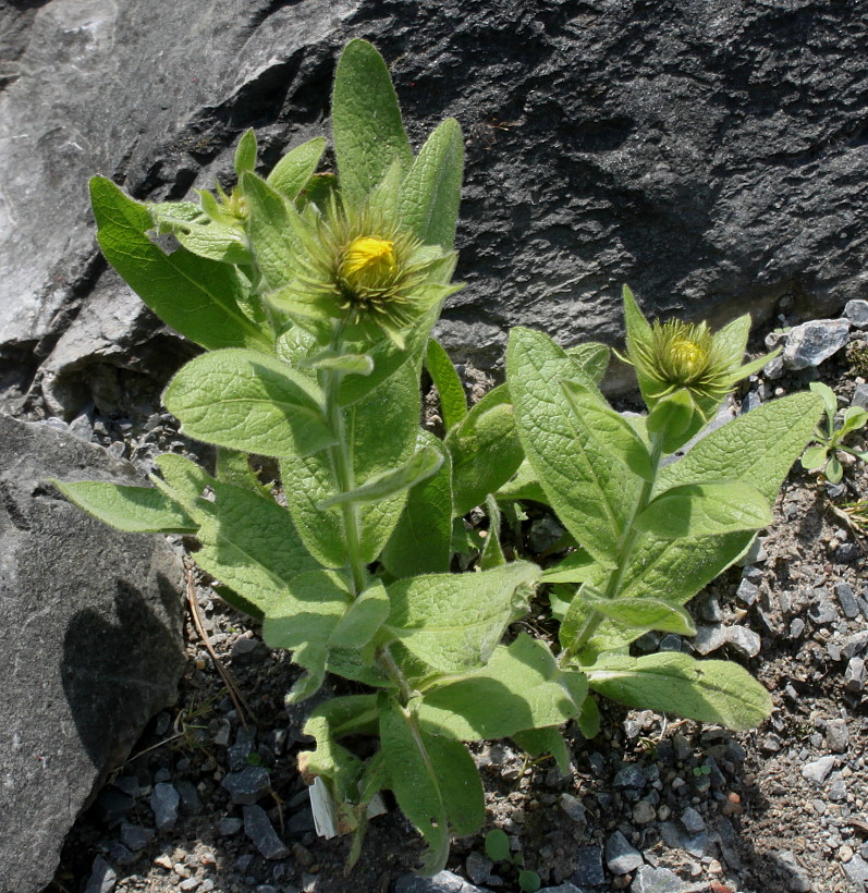 Изображение особи Inula orientalis.