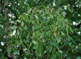 Betula pendula