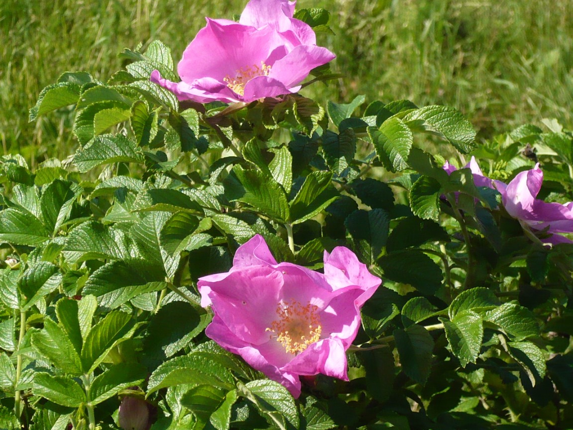 Image of Rosa rugosa specimen.