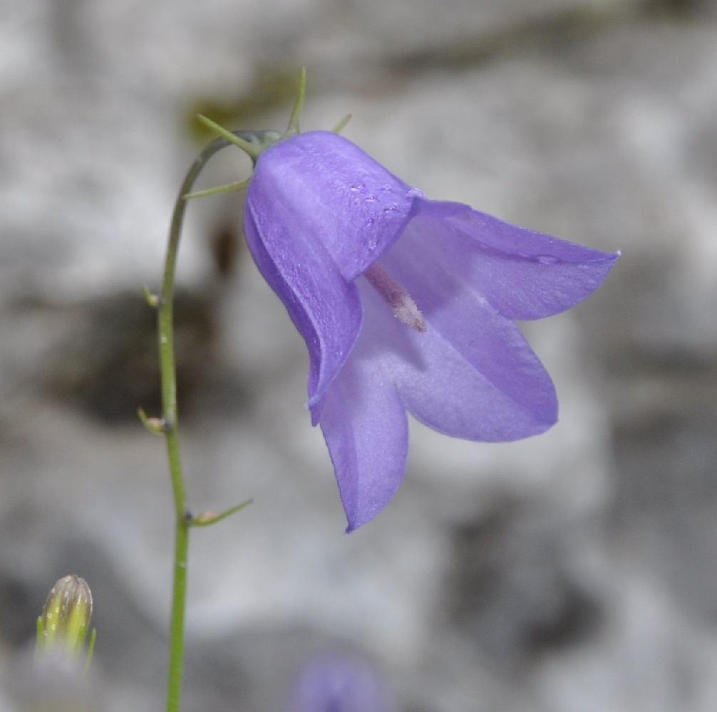 Изображение особи Campanula rotundifolia.