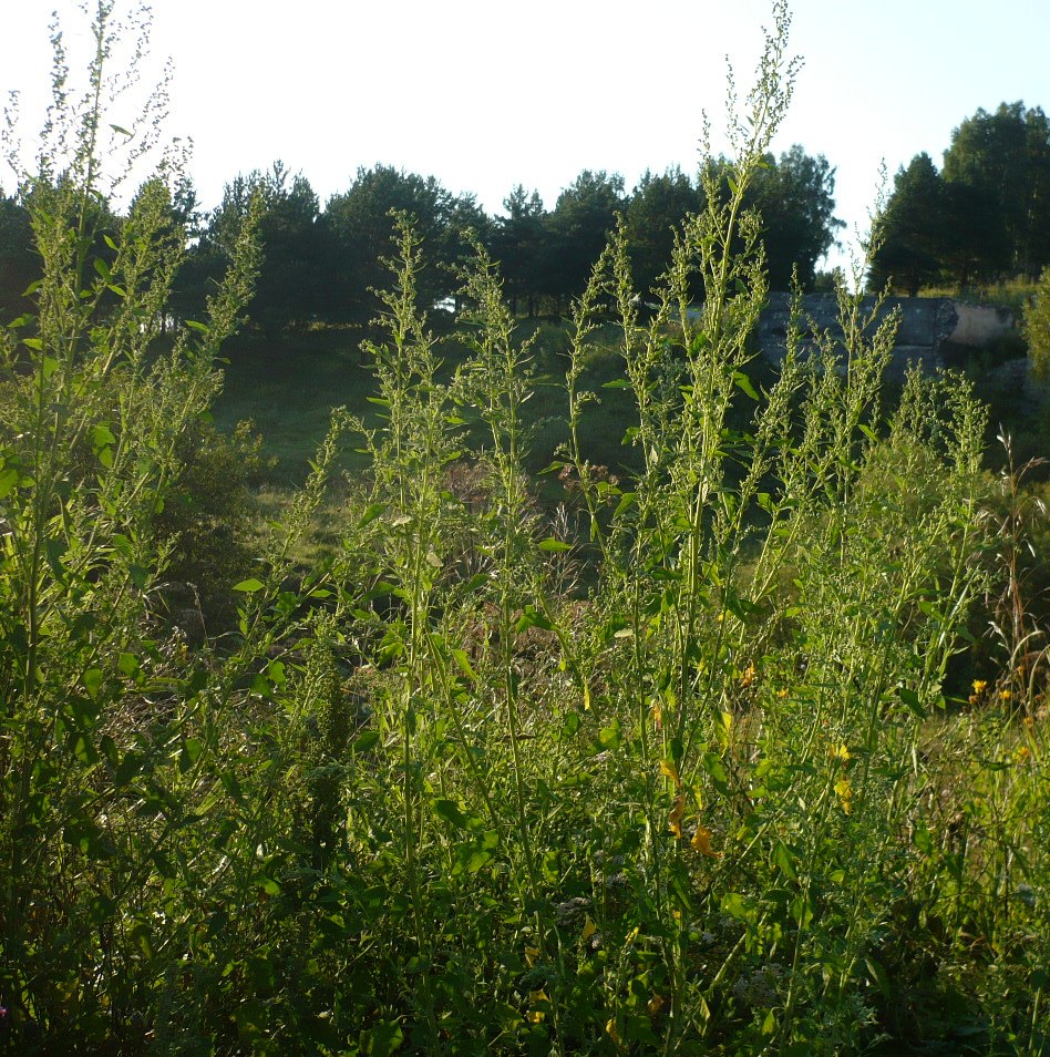 Image of Chenopodium album specimen.