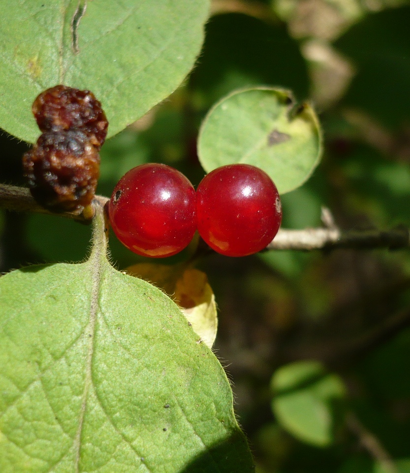 Изображение особи Lonicera xylosteum.