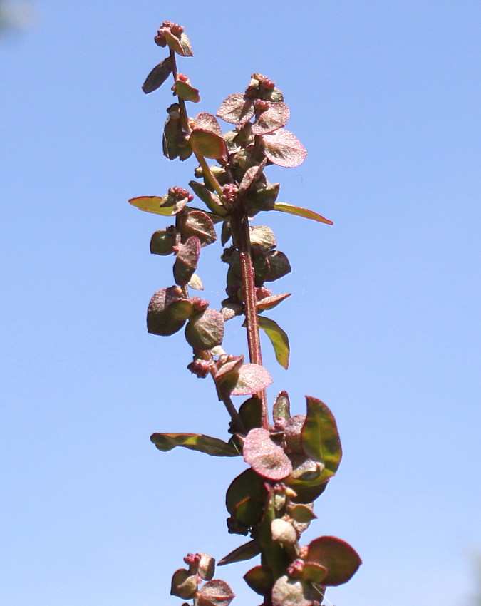 Image of Atriplex hortensis specimen.