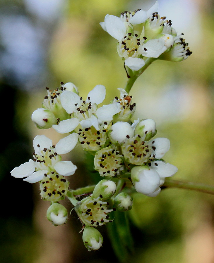 Image of Sorbus koehneana specimen.