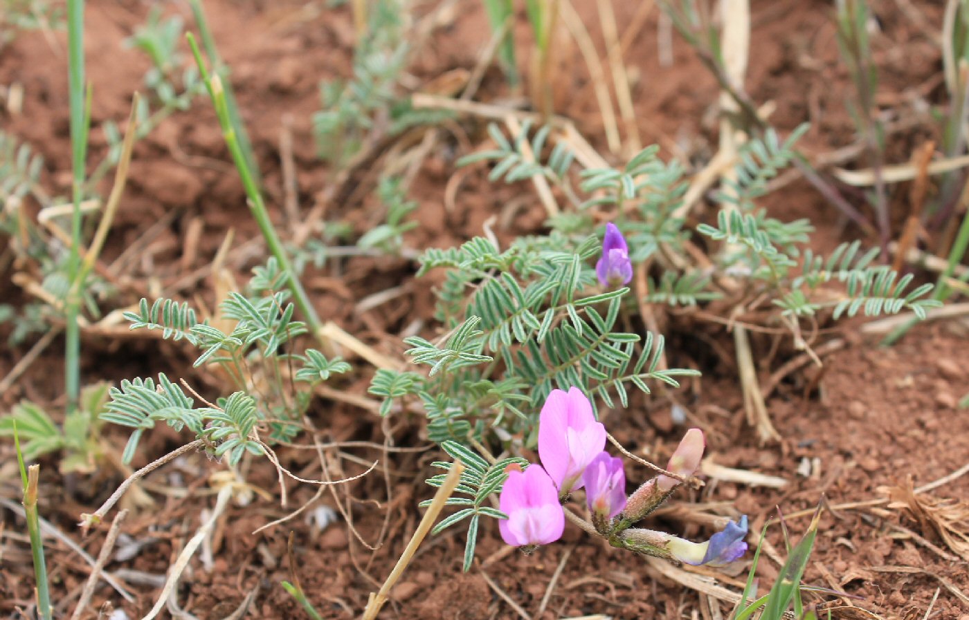 Image of Astragalus angarensis specimen.