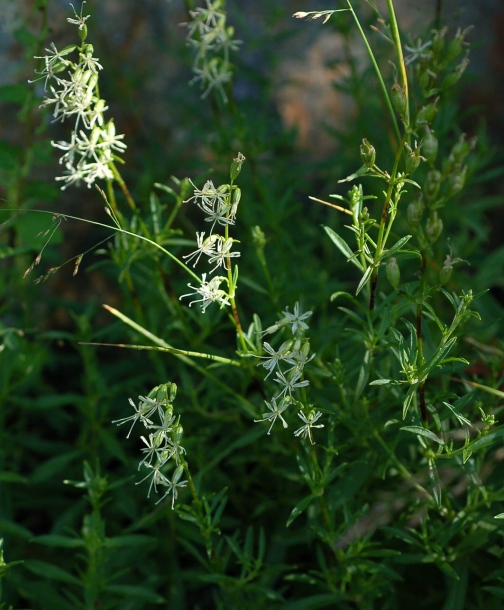 Image of Silene foliosa specimen.