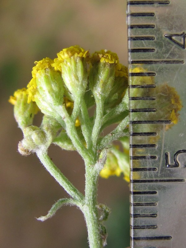 Изображение особи Achillea micrantha.