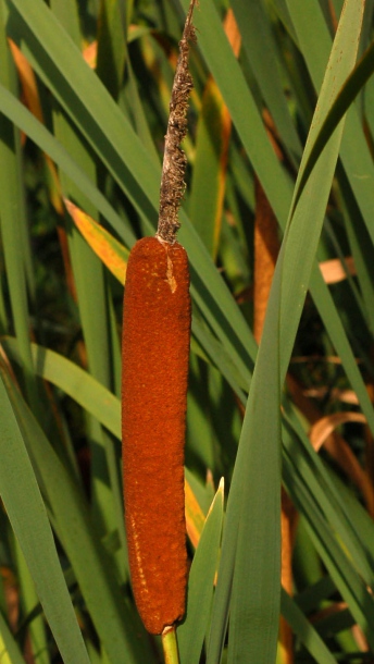 Изображение особи Typha domingensis.