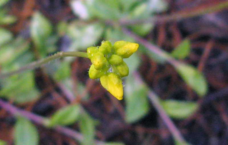 Image of Draba sibirica specimen.