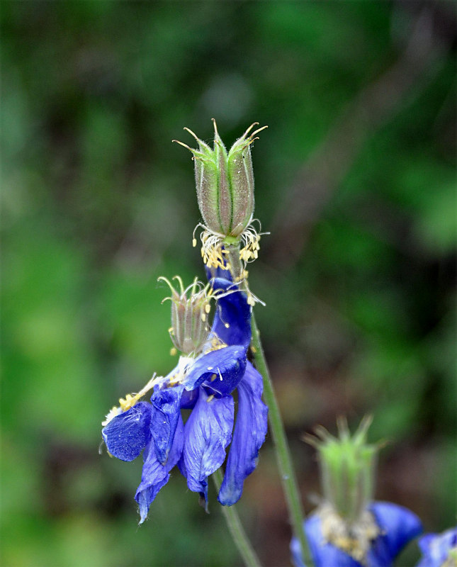 Image of Aquilegia glandulosa specimen.