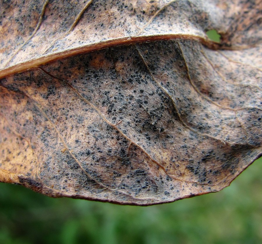 Image of Salix gmelinii specimen.