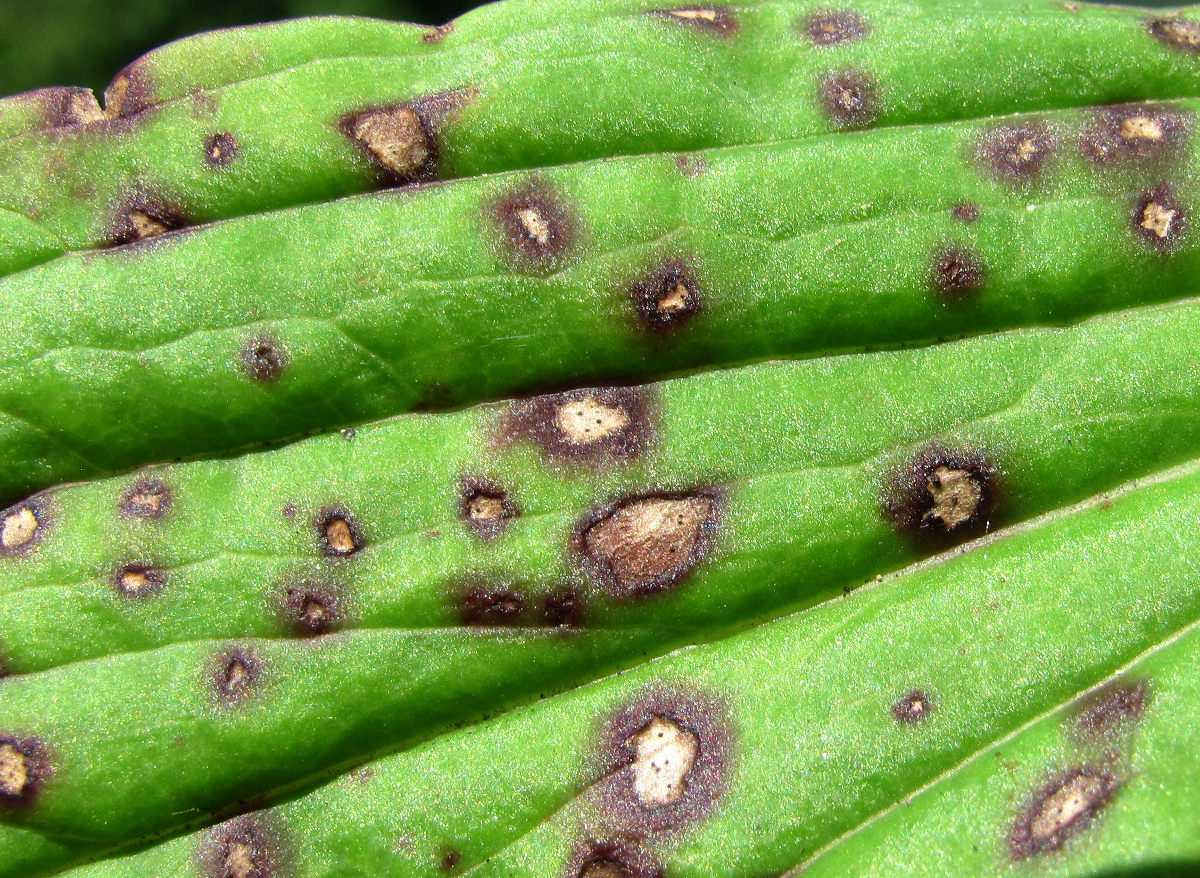 Image of Digitalis ferruginea specimen.