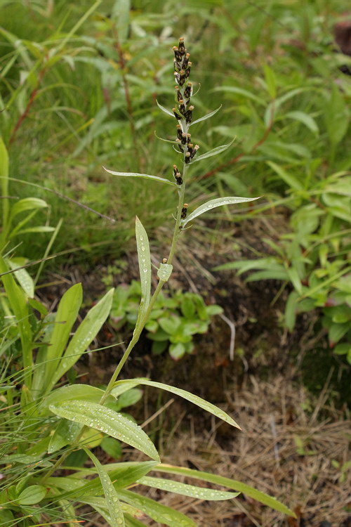 Image of Omalotheca norvegica specimen.