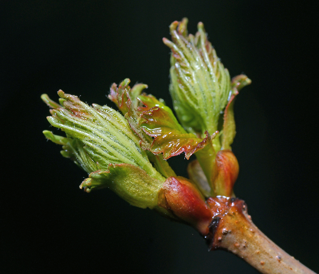 Image of Viburnum opulus specimen.