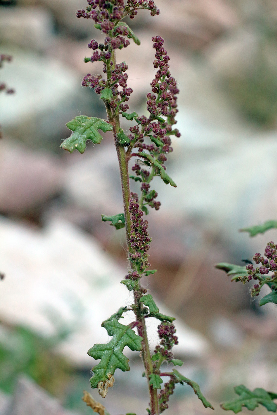 Image of Dysphania botrys specimen.