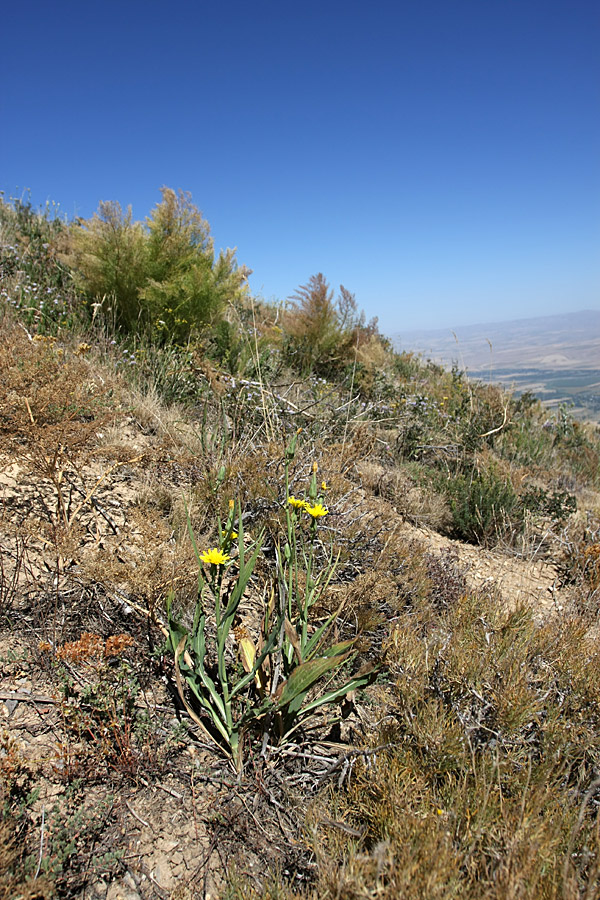 Image of Scorzonera turkestanica specimen.