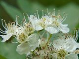 Crataegus sanguinea. Часть соцветия. Санкт-Петербург. 02.06.2009.