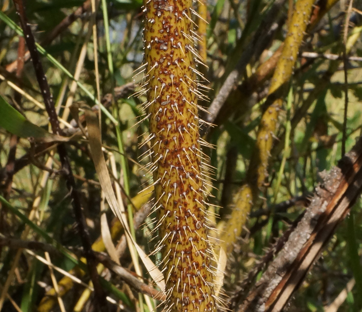 Image of Rosa acicularis specimen.