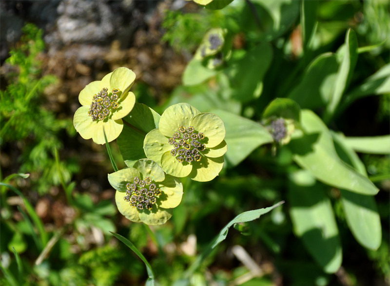 Image of Bupleurum triradiatum specimen.