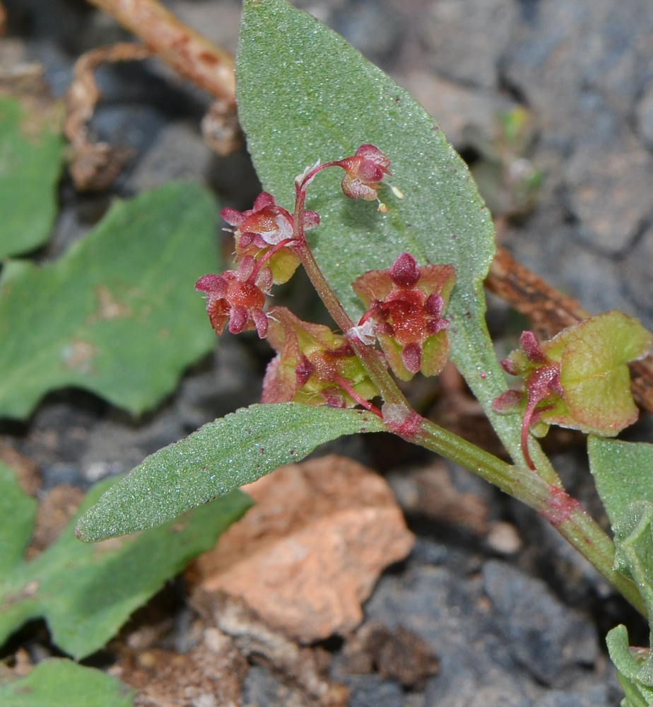 Image of Rumex vesicarius specimen.