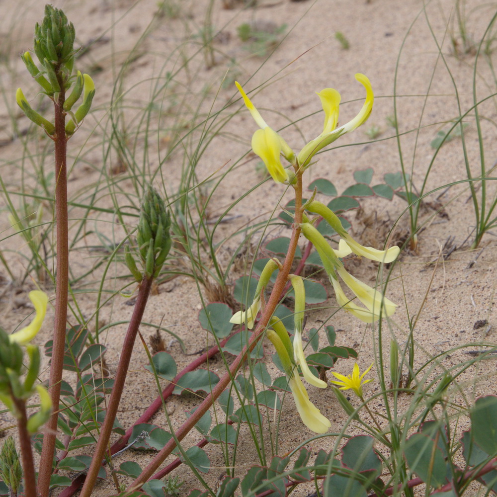 Image of Astragalus flexus specimen.