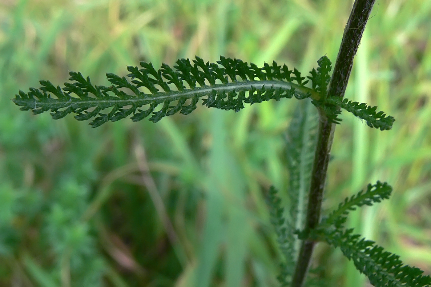 Изображение особи Achillea millefolium.