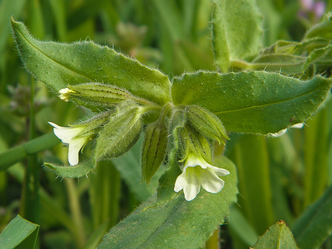 Image of Nonea lutea specimen.