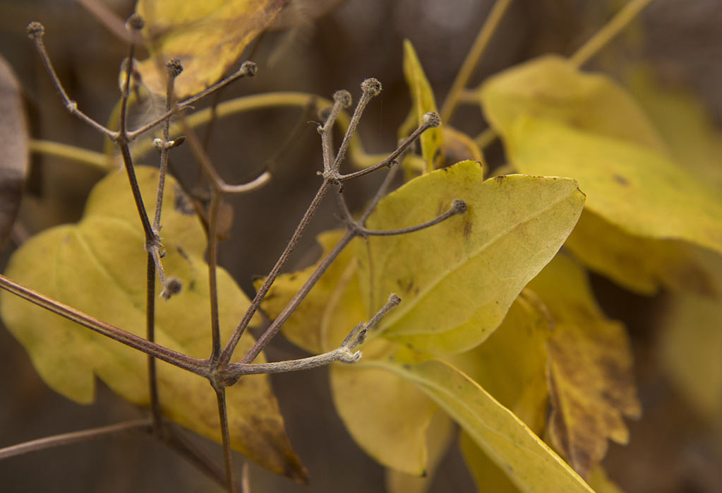 Image of Clematis vitalba specimen.