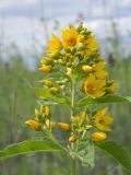 Lysimachia vulgaris