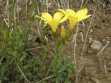 Linum campanulatum. Верхушка цветущего растения. Испания, автономное сообщество Каталония, провинция Жирона, комарка Баш Эмпорда, муниципалитет Тороэлья-де-Монгри, долина Санта-Катерина, незадернованная молодая терраса. 28.05.2016.