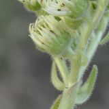 Sempervivum ciliosum