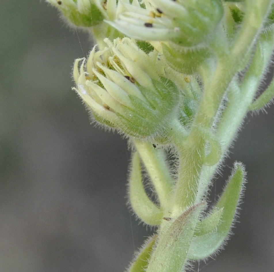 Image of Sempervivum ciliosum specimen.